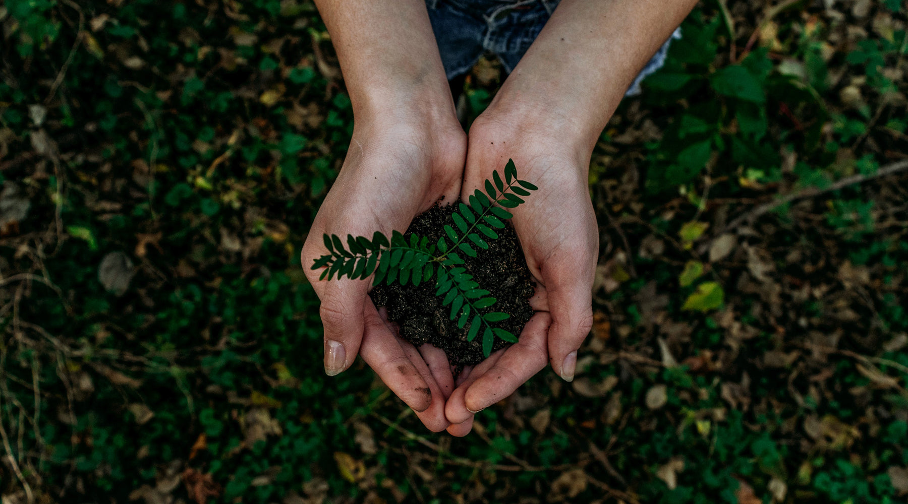 Earth Day is Every Day: Toad Favorite Sustainability Tips